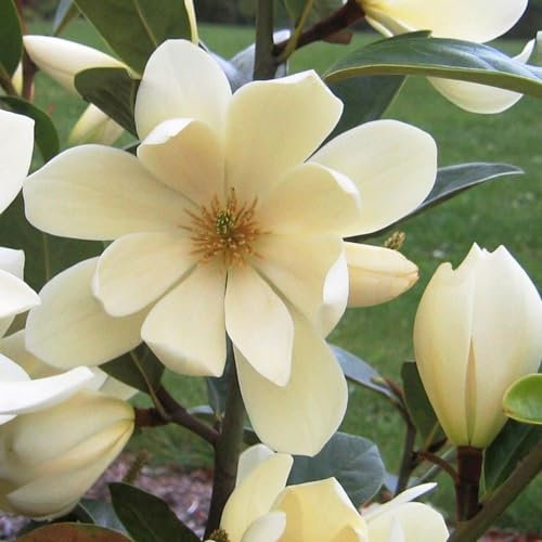 Plant Theory 30cm Fairy Magnolia Cream Magnolia Shrub Plant 3L Pot
