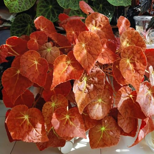 begonia balcone in vaso begonie primaverili, resistenti in vaso rampicanti, giardino roccioso resistenti esterno balcone insoliti 45semi