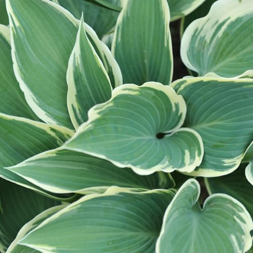 Bio Funkien 'El Nino' hellviolett, Topf-Ø 11 cm, 3 Pflanzen