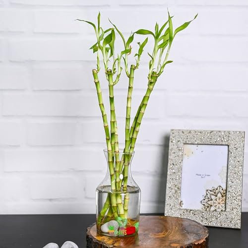 Carbeth Plants - Lucky Bamboo 40cm Stems - 4 Straight Stems - Dracaena Sanderiana - Indoor Plant Gift