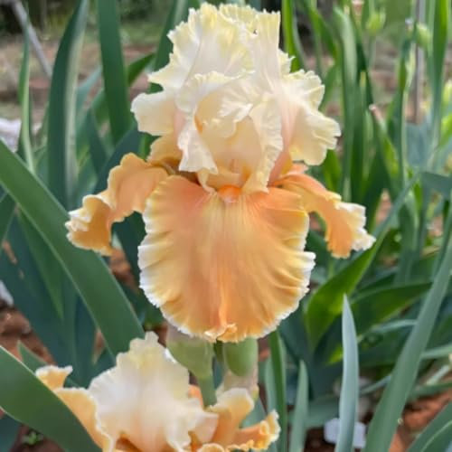 Los bulbos de iris son resistentes al frío y a la sequía, con colores brillantes, son perennes y sirven como decoración para el jardín.