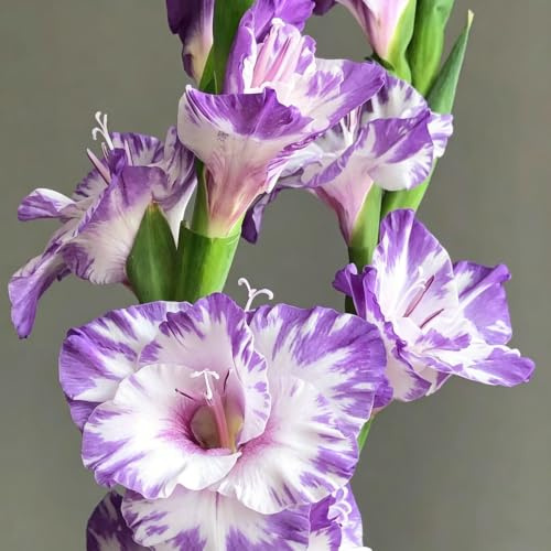 10bulbos de gladiolos de otoño resistentes con resistentes jardín