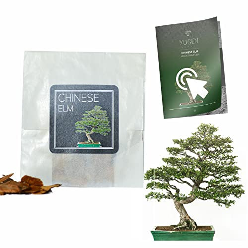 30 Chinese Elm Bonsai Seeds | Ulmus Parvifolia | Growing Guide | Grow Your Own Bonsai Tree | Bonsai Beginners and Enthusiasts