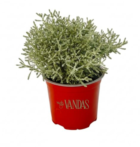 Vandas Santolina – Pianta Aromatica e Ornamentale | Vaso Diametro 14 cm, Altezza 23 cm | Fogliame Verde Argento e Fiori Gialli Estivi | Resistente alla Siccità | Made in Italy