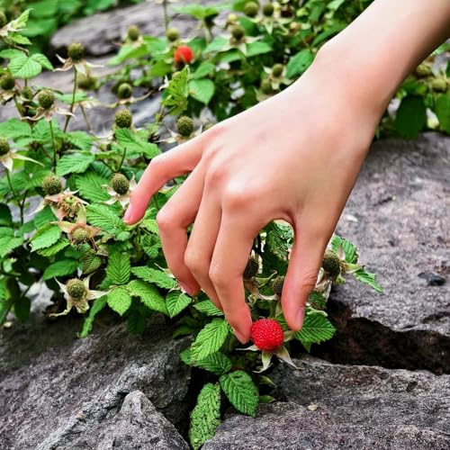 semillas de fresa silvestre perenne - jardín exterior resistentes raras 400pcs