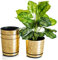 KORAD Ensemble de 4 Pots avec Soucoupe d'un diamètre de 16 cm, Motif 012 - Vieil Or ; Glamour ; Moderne, Haute Brillance, Style Classique, Rustique, loft, pour Plantes, Herbes.