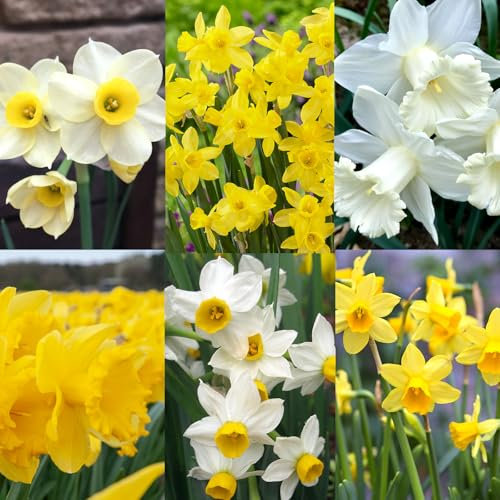 Carbeth Plants 60x Daffodil Spring Bulb Mix