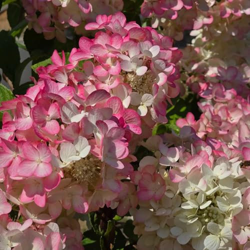 80 pcs Rispenhortensie Samen - Hydrangea Paniculata, samen winterharte stauden mehrjährig Rispenhortensie Winterhart Samen, blumen winterharte pflanzen blumensamen balkon balkon pflanze