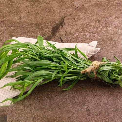 Semi di dragoncello biologici, resistenti acquistare di dragoncello prodotti sostenibili semi di medicinali sempreverdi resistenti per giardino 350pcs