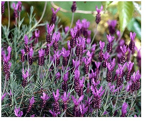 PREMIER SEEDS DIRECT - French Lavender Seeds - Lavendula STOECHAS (1,100 Seeds)