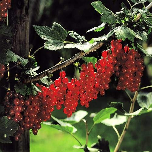 Rote Johannisbeere Jonkheer van Tets - 5 sträucher