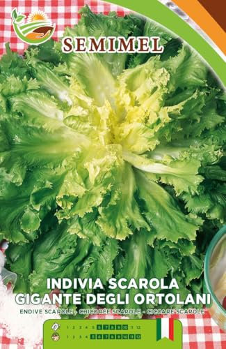 Indivia Scarola Gigante degli Ortolani - Semi di Indivia con Cespi Voluminosi, Foglie Carnose, Cuore Pieno, Resistente al Freddo 3 confezioni