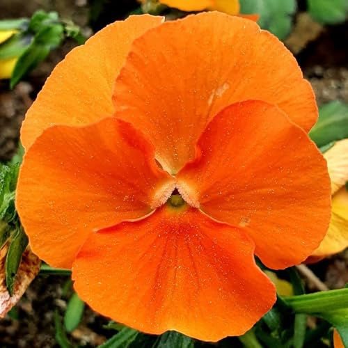 semi di viola del pensiero - tappezzanti balcone con decorazioni giardino per esterni resistenti in vaso rialzata recisi 75pcs