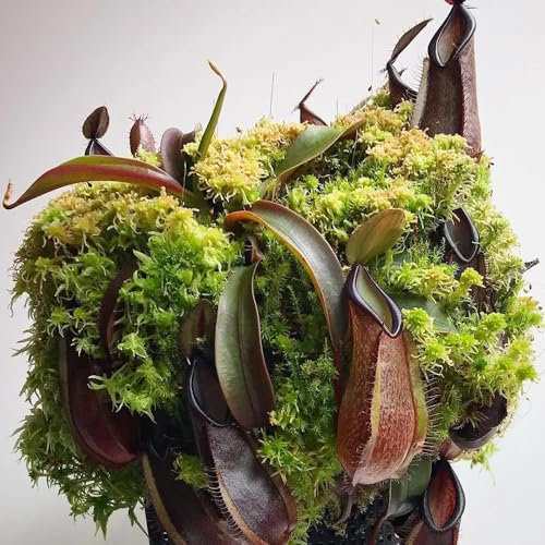 nepenthes-kannenpflanze fleischfressende pflanzen samen pflanzen für sonnige plätze exotische pflanzen winterhart mini sukkulenten echt, pflanzensamen steingartenpflanzen winterhart 35pcs