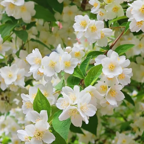 Naranjo silvestre, semillas de Philadelphus, lugares soleados decoración semillas de verano arbustos del jardín variedades antiguas extraño exótico 35pcs