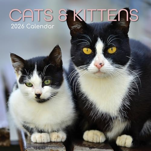 TGSC | Cats & Kittens 2026 Calendar 16 Month (Sept 2025-Dec 2026) Family Square Wall Calendar 2026 UK | Planner with Large Grid for Home or Office Organisation - Animals 2026/2025 Calendar UK