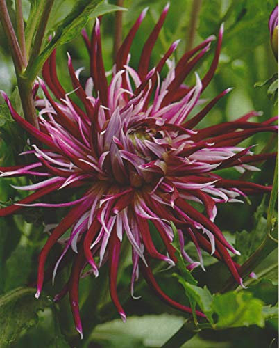 Kaktus Dahlie Großblütig Hollyhill Spiderwoman Knolle Blumenzwiebeln (1 Knolle)