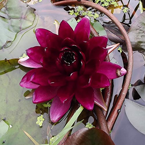 Teichpflanzen Seerosen : Nymphaea Seerose  Almost Black  winterhart Pflanztiefe bis 150 cm