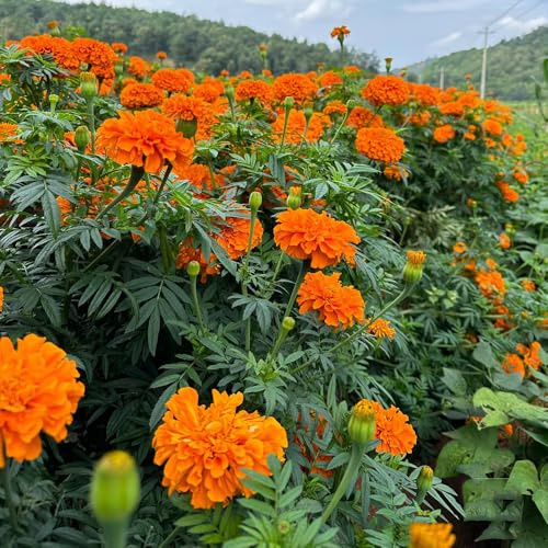 semillas de tagetes perennes - caléndula, decoraciones, para lugares soleados de caléndula tagetes orgánicas, silvestres, 800pcs