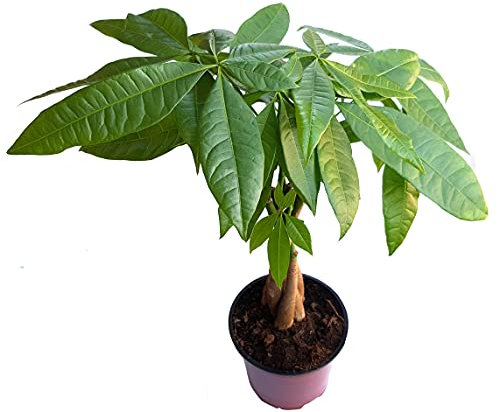 Verdecora Pachira Aquatica | Árbol del dinero | Castaño de Guayana | Perfecto para decorar tu hogar | Planta natural exótica en maceta Ø12cm (Altura total aproximada 35-40cm)