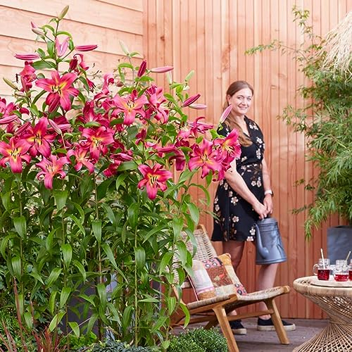 Lys Géants Empoli (3 pièces), Bulbes de Fleurs Hivernaux des Pays-Bas pour le Jardin (gros bulbes, pas de graines, non artificiels) (Empoli)
