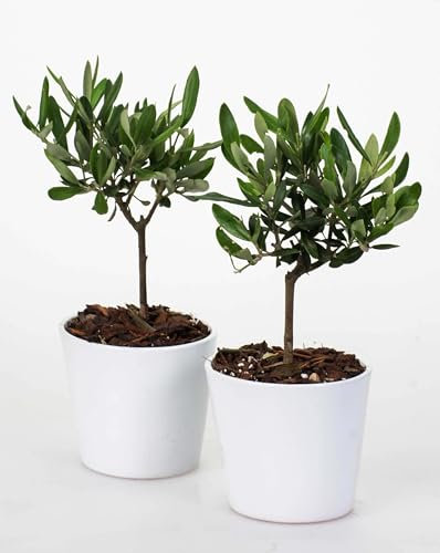 I GIARDINI DI GIULIA - Olivo mini Bonsai, Pianta Vera da Interno ed Esterno, 18-20 cm di Altezza, Mini Bonsai Mediterraneo, Olea Europaea con Vaso Ceramica Bianco, Ideale per Arredo Casa e Ufficio