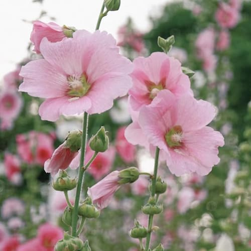 semi di malvarosa perenne - malvarosa, rustiche per giardino, resistenti di comprano, Balcone, 200pcs