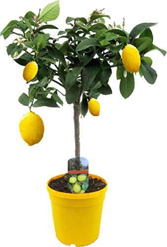 DECOALIVE Limonero Árbol Natural para Terraza y Jardín