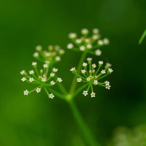 cerfoglio esotiche da balcone rialzate Semi di aromatiche, resistenti in vaso d'appartamento rare aromatiche invernali Coltivare invernali semi 200semi