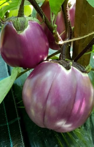 Buy4seeds 500 Seeds Aubergine Violetta di Firenze Useful for Garden and Outdoor