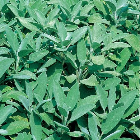 Sage seeds Green leaved salvia - 50 seeds