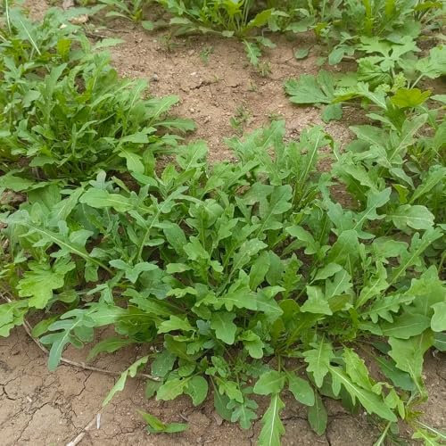rucola samen winterhart - rucola pflanzen frisch samen, zimmerpflanzen samen, gemüsesamen balkon rucolasamen bio mehrjährig, wintergemüse samen gemüsesamen saatgut wintergemüse, 200pcs