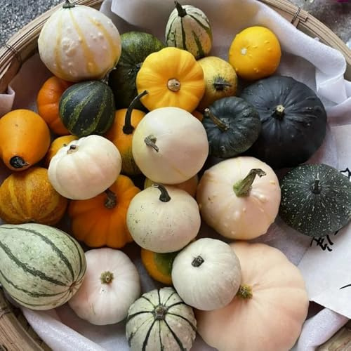 Semillas de calabaza - Las perennes son perennes resistentes para balcones 20pcs