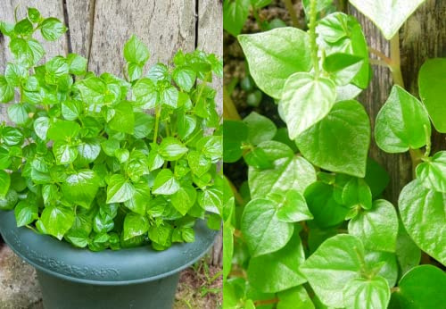 4000 Crab Claw Peperomia Seeds Vietnam Rau Cang Cua Vegetable Seeds for Planting