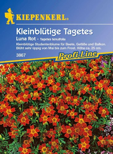 Tagetes tenuifolia, 'Luna Rot'