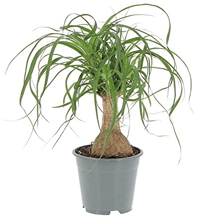 KENTIS - Beaucarnea Nolina Recurvata - Vraies Plantes d'Intérieur - Plante Fumigène - H 30-40 cm Pot de Ø 14 cm