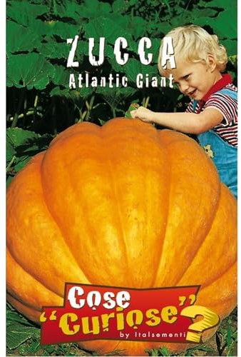 ZUCCA Atlantic Giant (Cucurbita maxima duchesne)