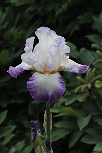 Iriszwiebeln/Rhizom/Wunderschöner Zierwert von Topfpflanzen/Und es ist bezaubernd/Flores-Romantiker-2,4Rizome