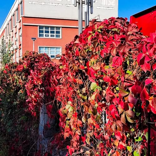 Parra virgen, enredadera de culantrillo - trepadoras, de interior Parthenocissus Quinquefolia jardín resistentes en trepadoras rápido crecimiento 600semillas
