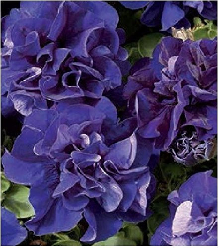 JustSeed - Flower - Petunia - Double Pirouette Blue - 150 Pelleted Seeds - Large Pack