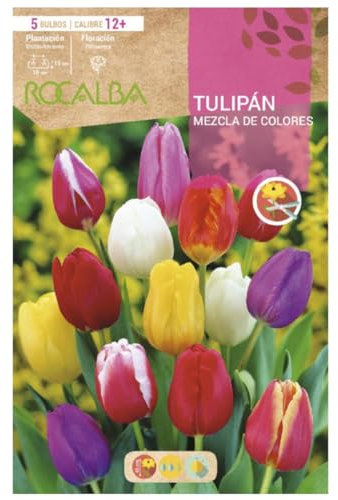 Bulbo Tulipán 12+ Mezcla De Colores