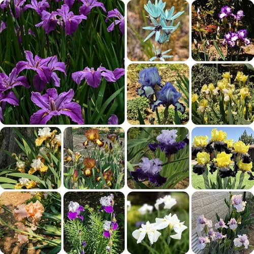 Bulbi di iris, per luoghi soleggiati bulbi a precoce resistenti per il giardino serre da balcone rare esotiche regali 6pcs
