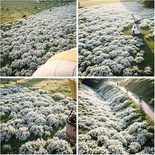 20000+ Timo Strisciante bianco per piantare all'aperto, giardino, Per la copertura del prato