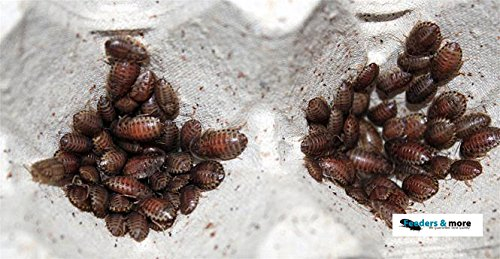 Feeders & more - 100 kleine Waldschaben, Argentinische Waldschabe (Blaptica dubia), Futterinsekten für Reptilien, Amphibien und Insektenfresser, insbesondere kleine Rassen
