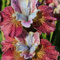 Iris Hanno Bisogno Di Molta Luce Solare Iris Ha Un Aspetto Unico E Bellissimo Le Iris Sono Perfette Per Il Giardinaggio Lampadine Dell'Iride L'Iride è Adattabile Le-4bulbi-B