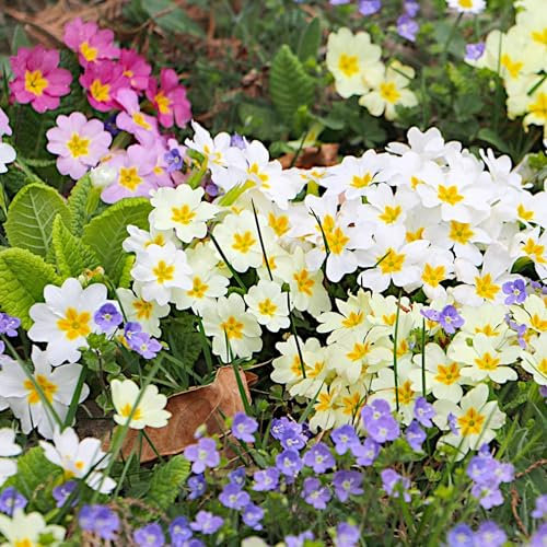 PlantiCo Primula Elatior graines 0,2g Primevère Plante vivace idéale pour rocailles massifs et balcons Pousse de mars à mai