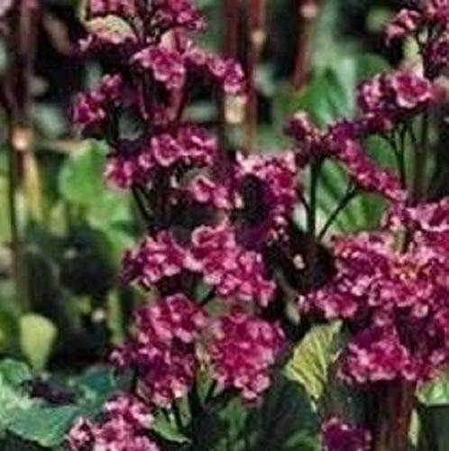 Portal Cool Bergenia – Cordifolia Belleza Roja – 50 Semi