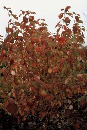 Cornus sanguinea Anny's Winter Orange - 48 piante - 10-25 cm - Ø 9 cm - Arbusti ornamentali resistenti - Rami arancioni brillanti - Facile da pulire e adatto agli uccelli