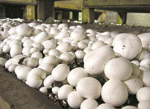 Mycélium de Champignons de Paris Kit de culture champignons 15ml/50 ml (tube, 15ml)