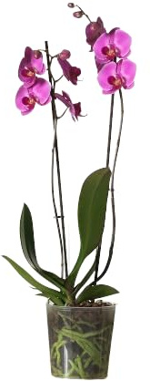 Orquídea Phalaenopsis Natural Flores Exóticas para Decorar tu Hogar
